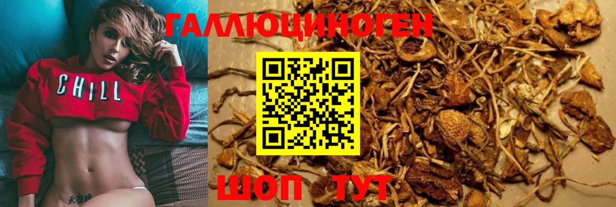 Галлюциногенные грибы Psilocybe Кировск